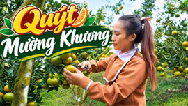 Quýt Mường Khương trước vụ thu hoạch