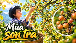 Mùa sơn tra chín rộ