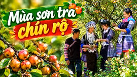 Khám phá Lào Cai: Mùa sơn tra