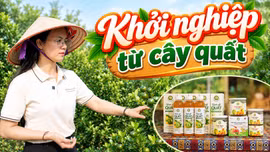 Khởi nghiệp thành công từ cây quất