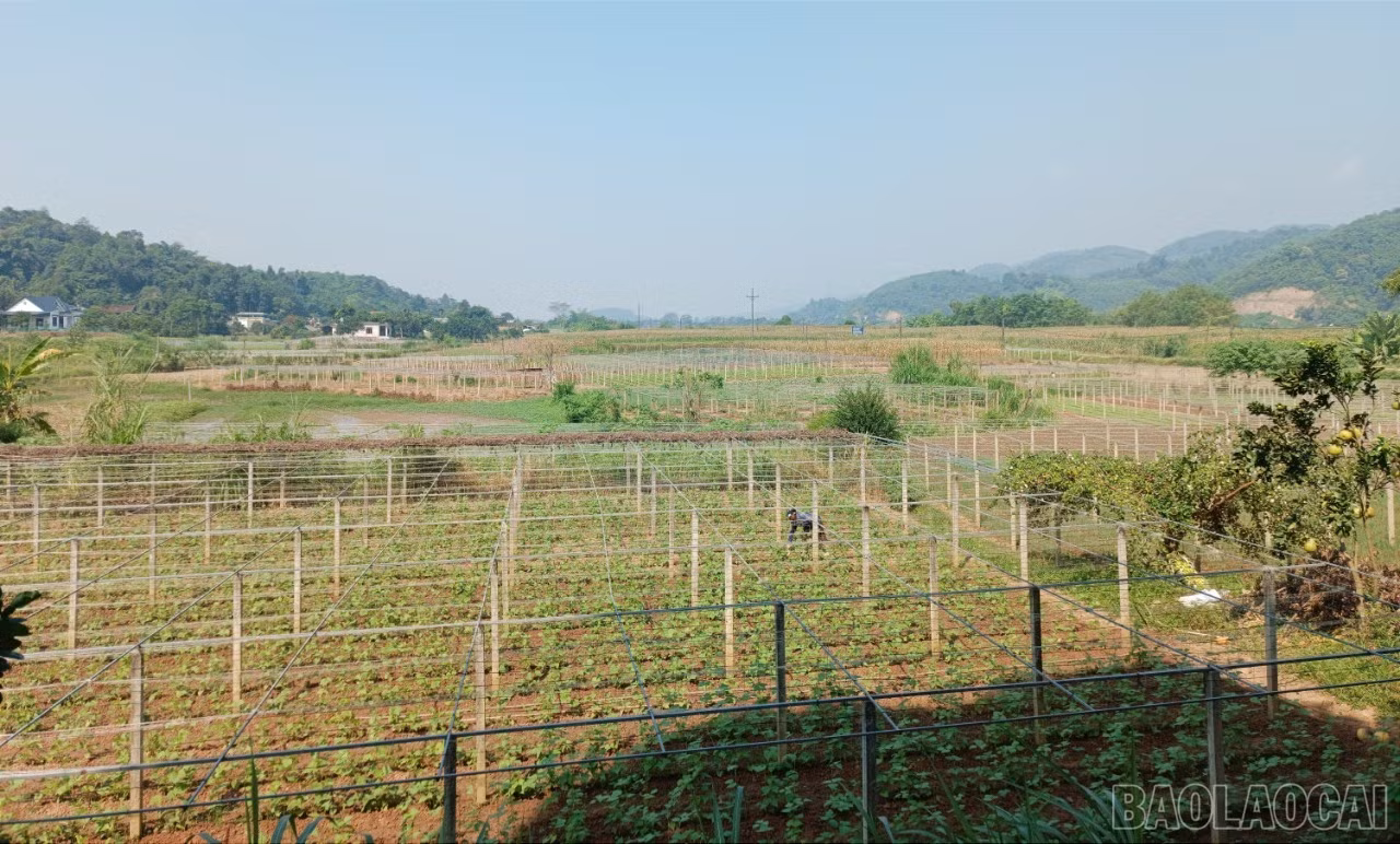 baolaocai-br_g18.jpg