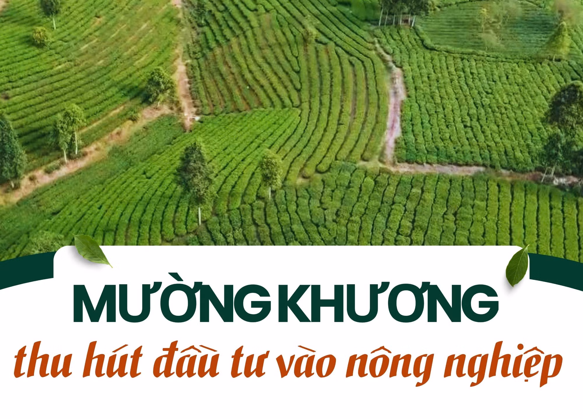Mường Khương thu hút đầu tư vào nông nghiệp