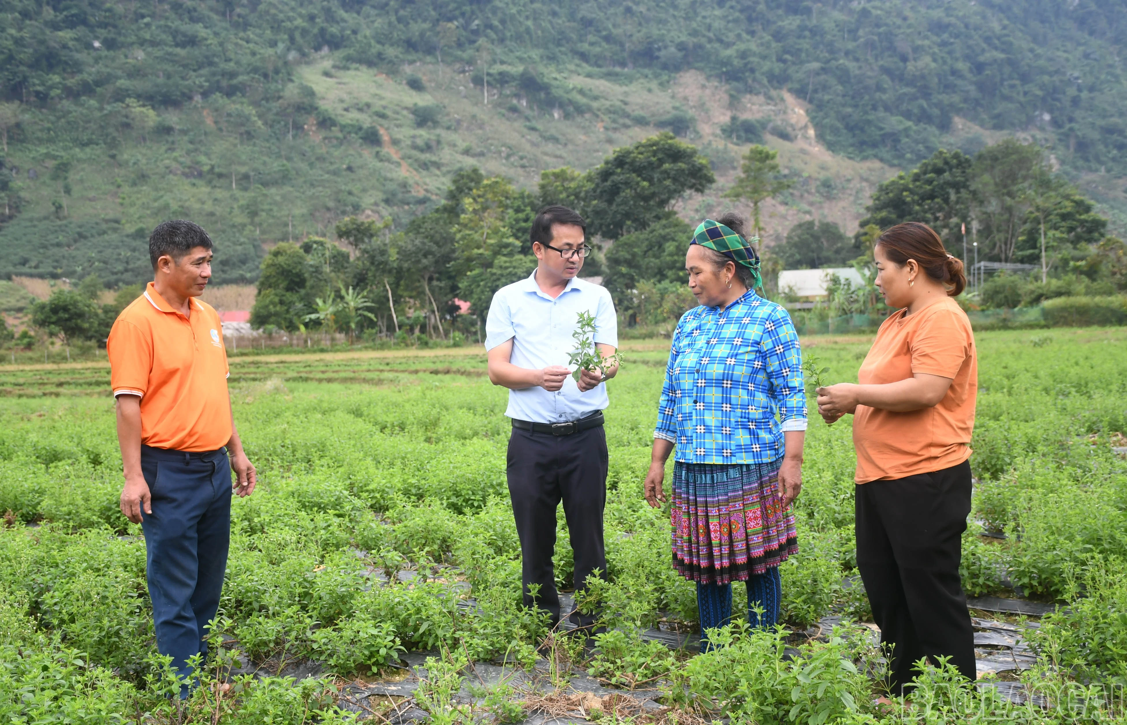 baolaocai-br_thuong-truc-dang-uy-thi-tran-nong-truong-phong-hai-thuong-xuyen-tuyen-truyen-van-dong-nguoi-dan-cham-soc-ap-dung-dung-ky-thuat-duoc-huong-dan.jpg