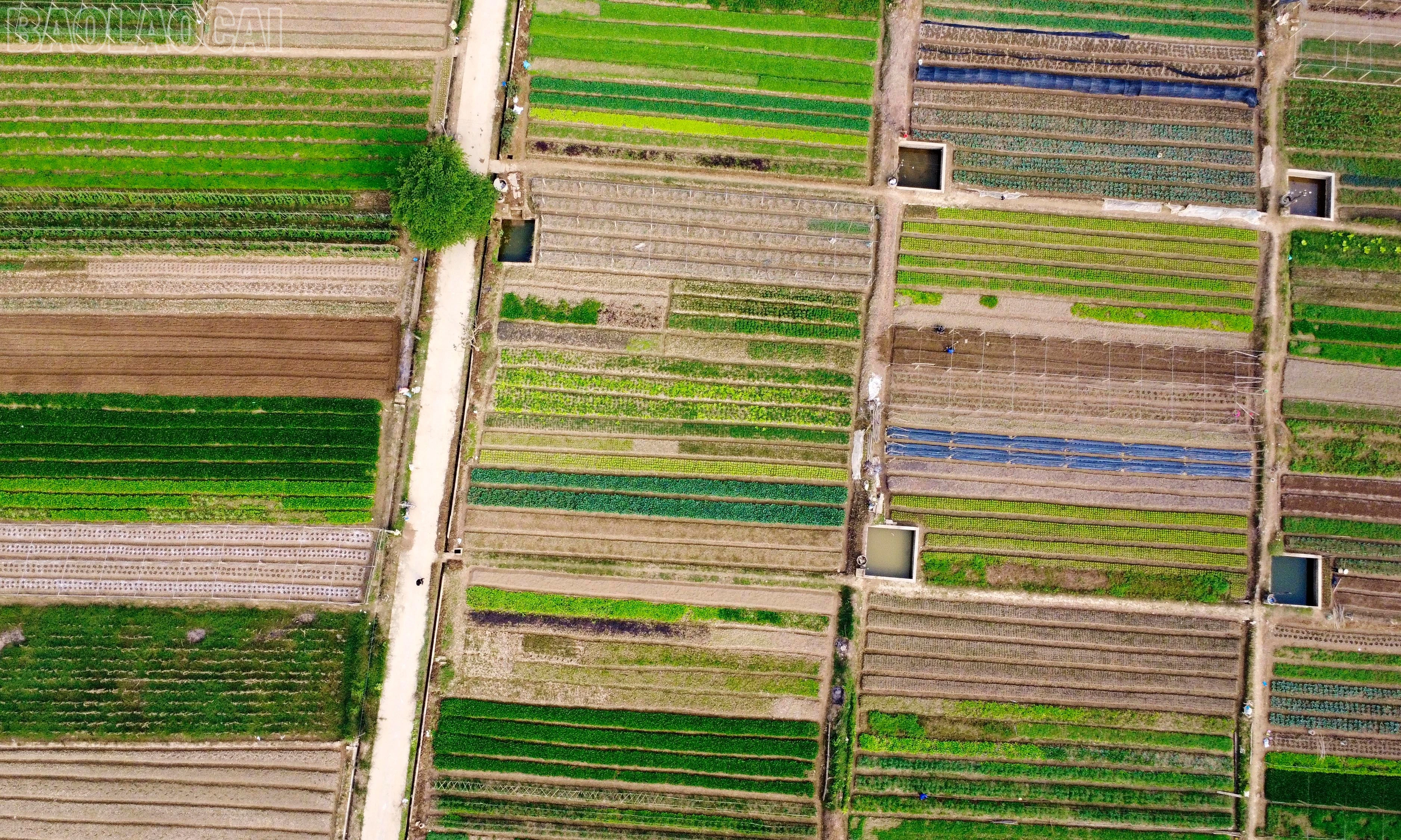 baolaocai-tl_dji-0231.jpg