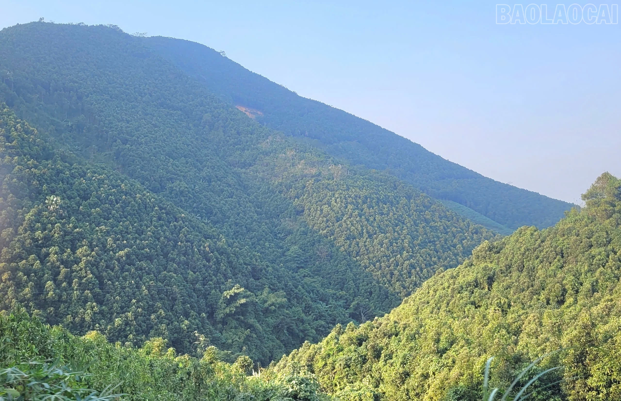 baolaocai-tr_rung-chuan.jpg