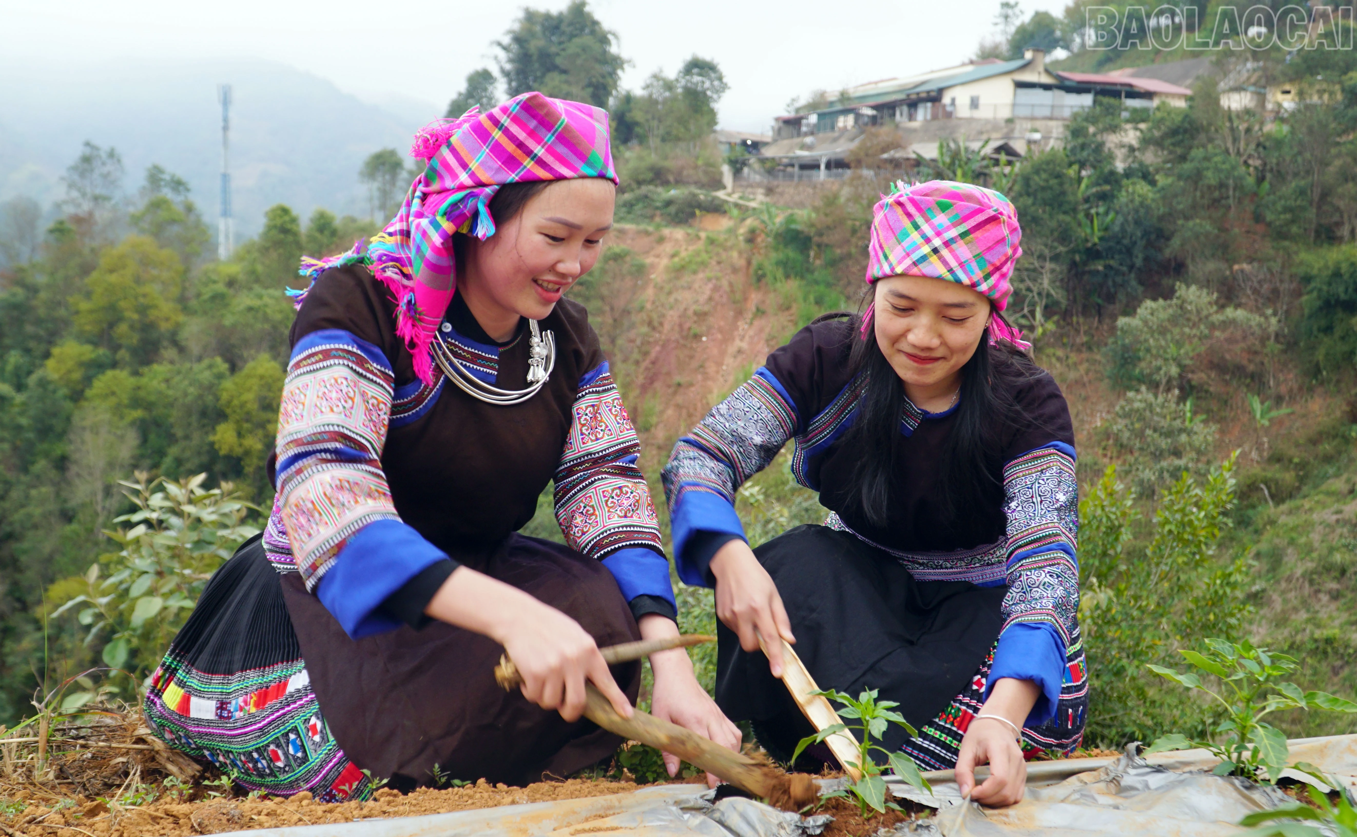 baolaocai-tr_3-403.jpg