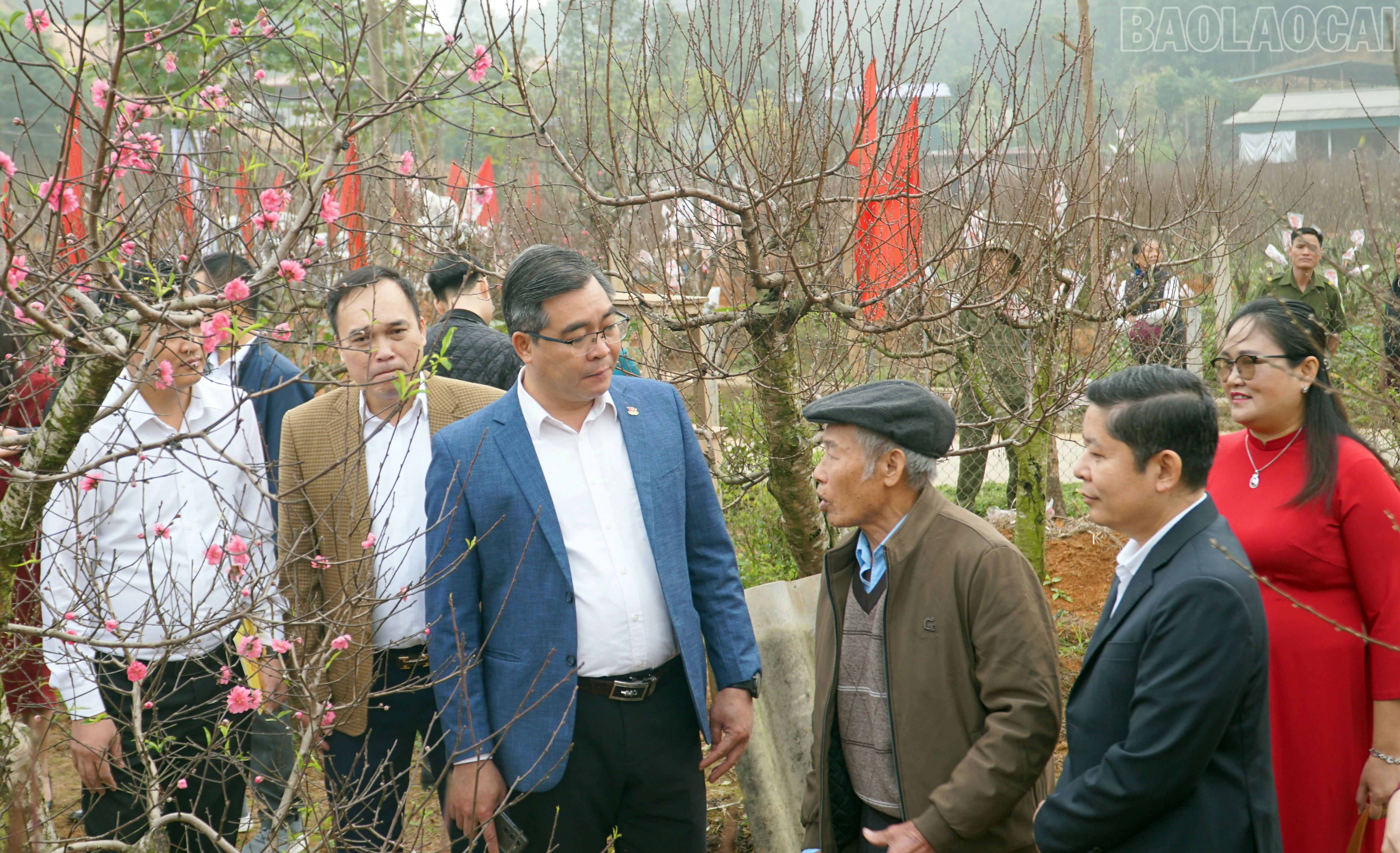 baolaocai-tr_5.jpg