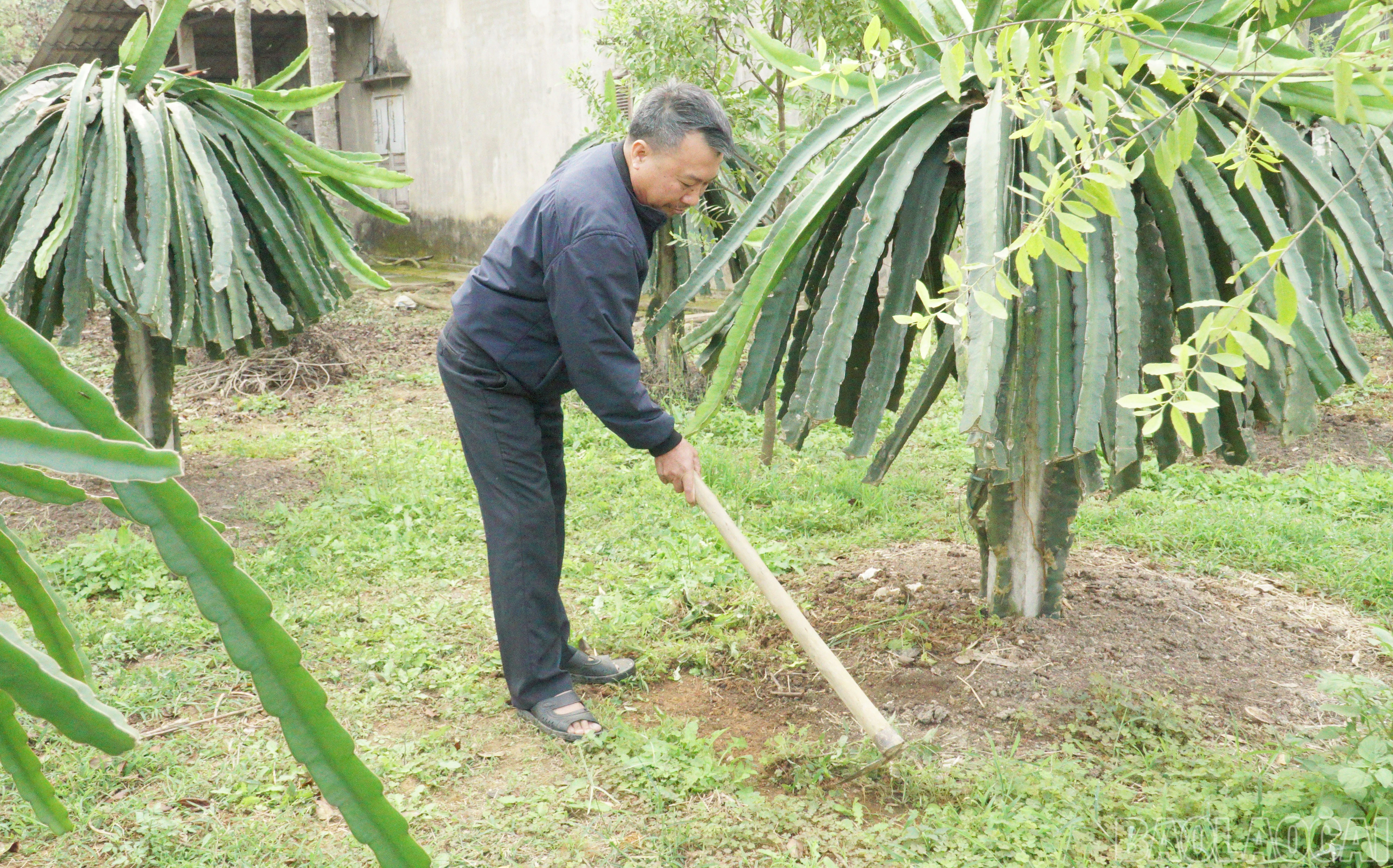 baolaocai-br_33.jpg