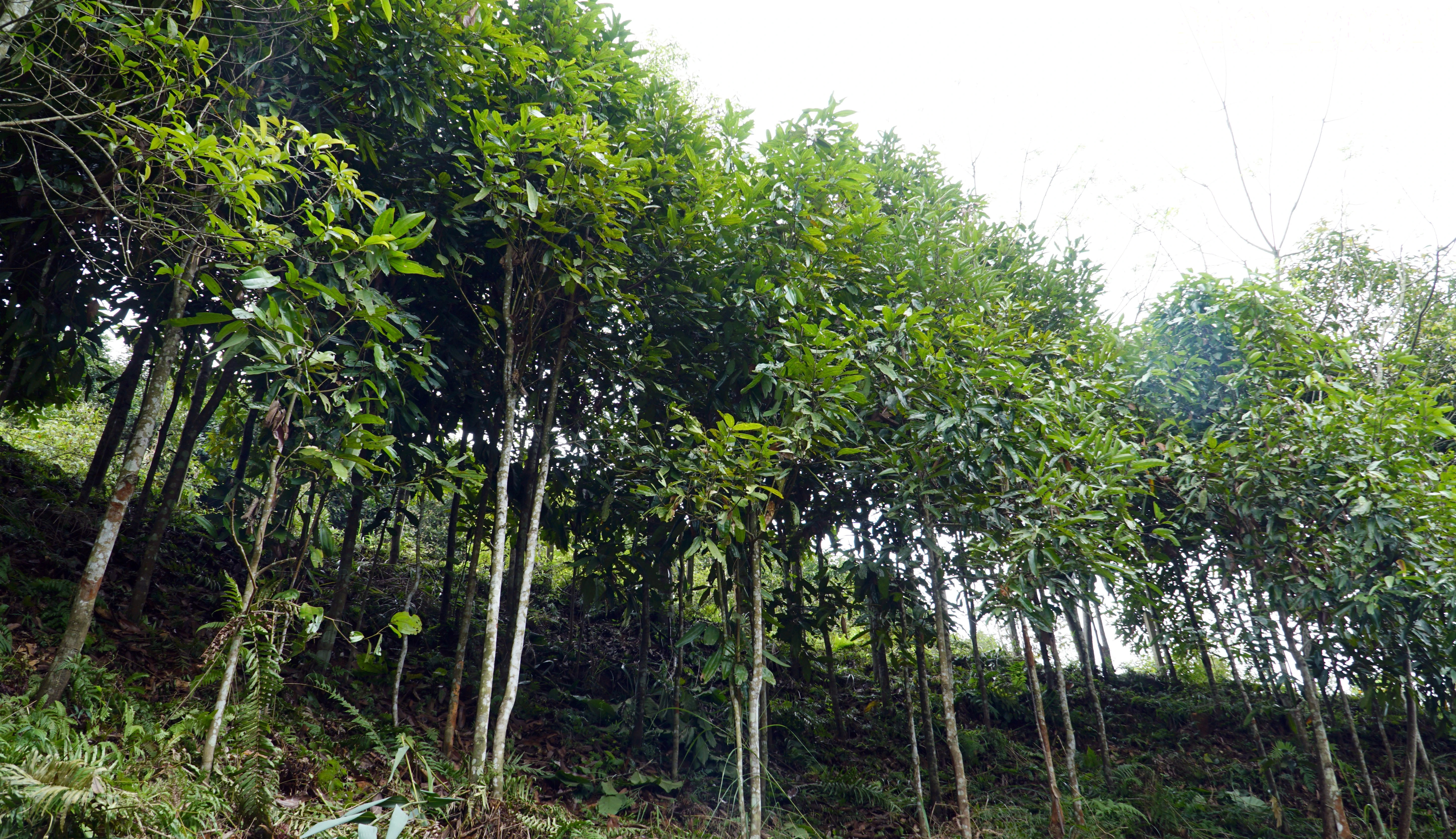 baolaocai-tr_3.jpg