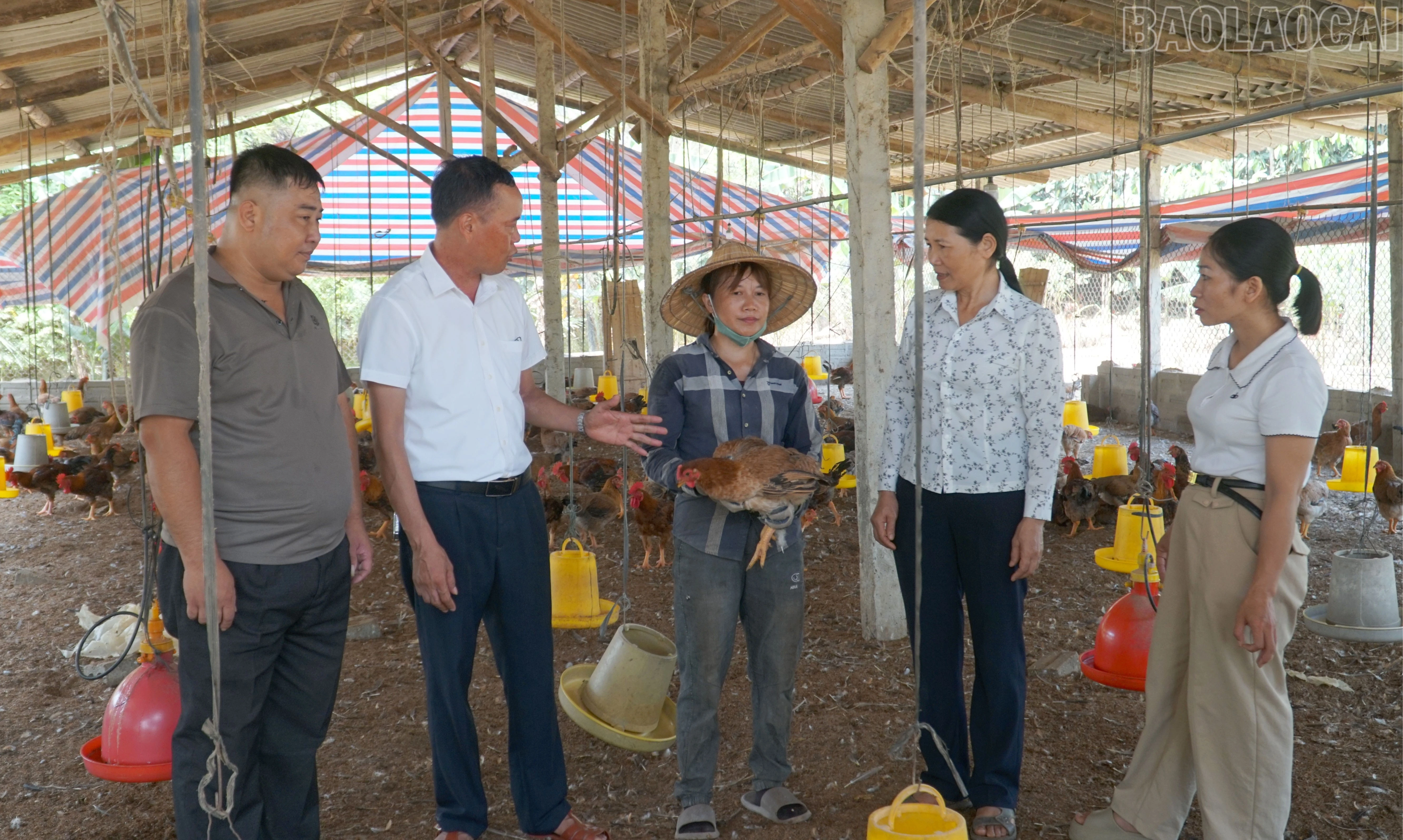 baolaocai-tr_19-3138.jpg