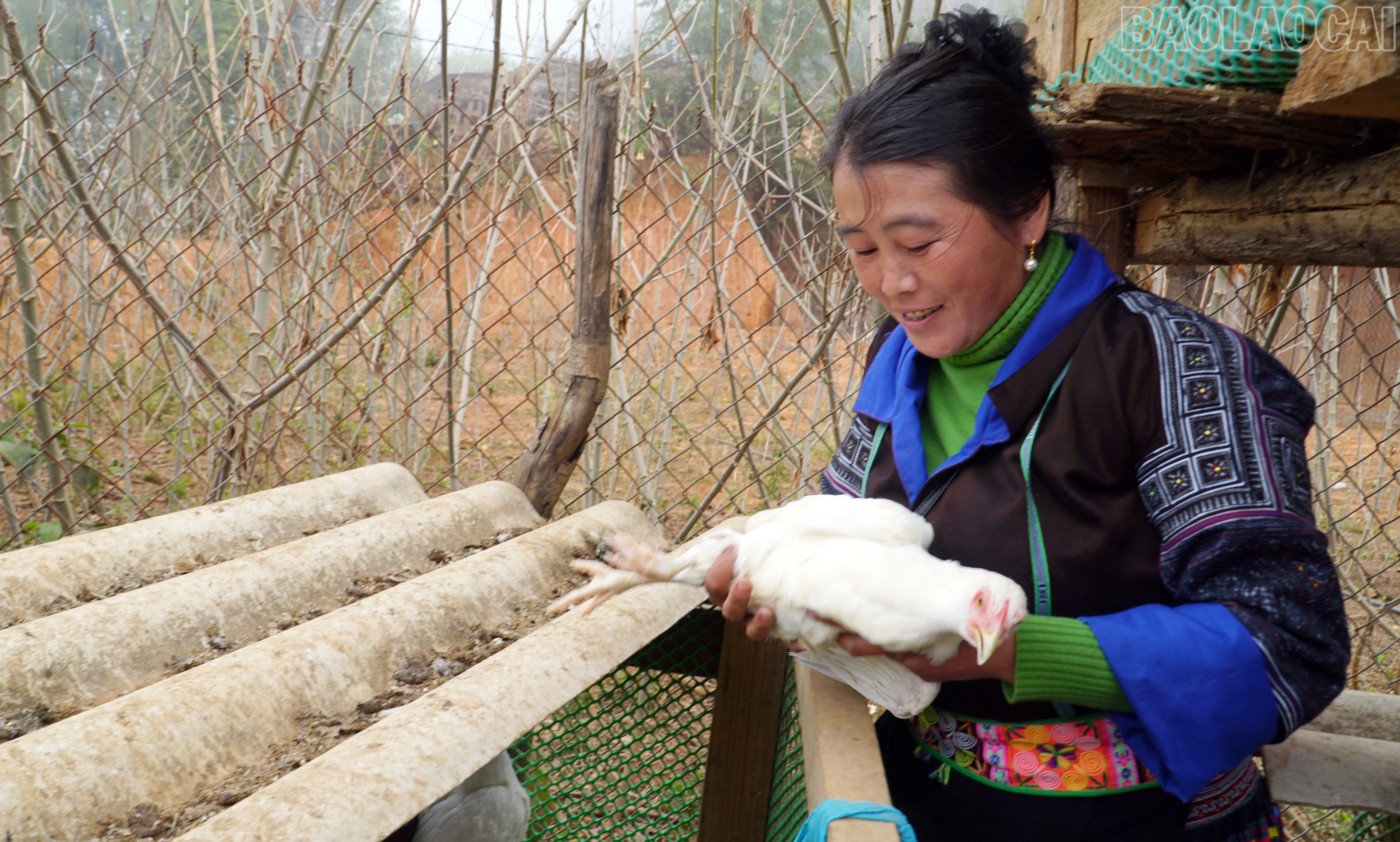 baolaocai-tr_1-2836.jpg