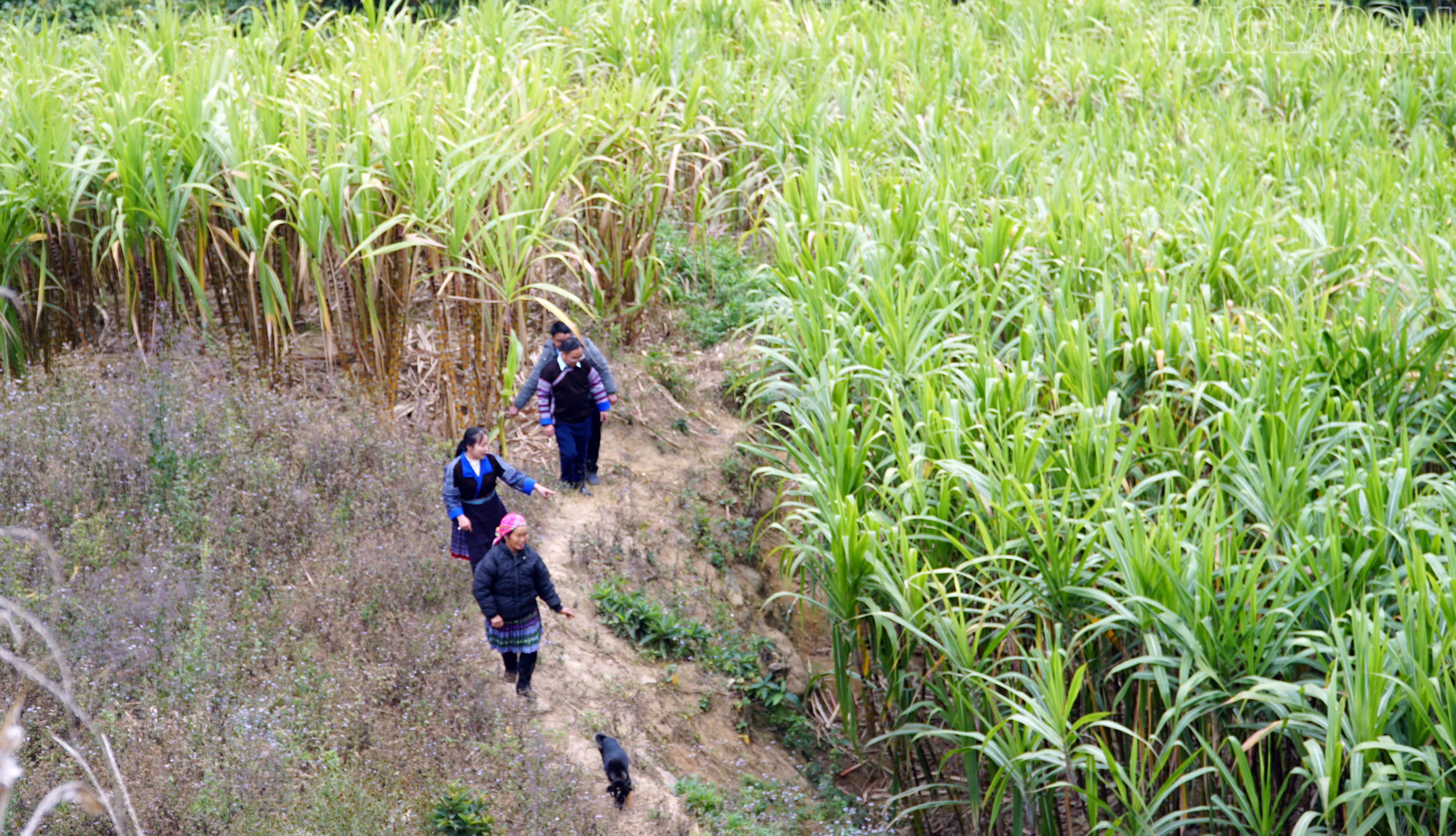 baolaocai-tr_3-270.jpg