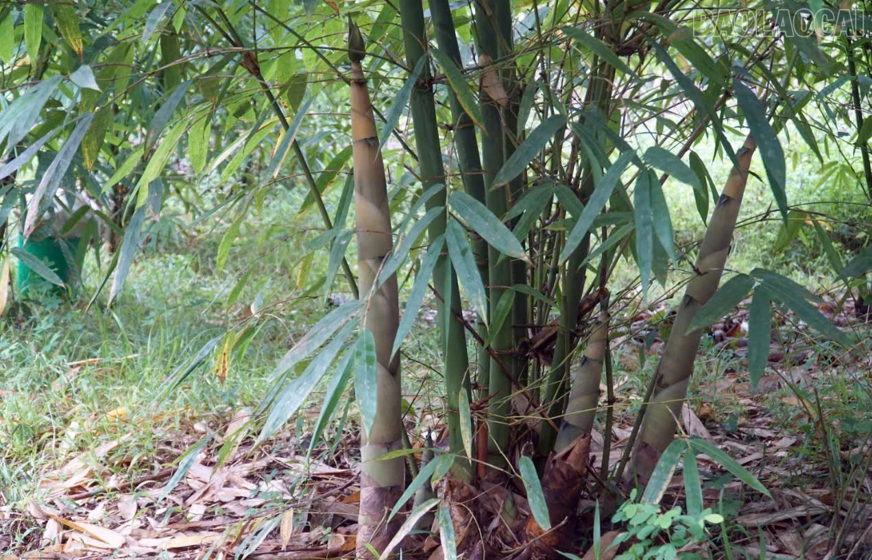 baolaocai-tr_1.jpg