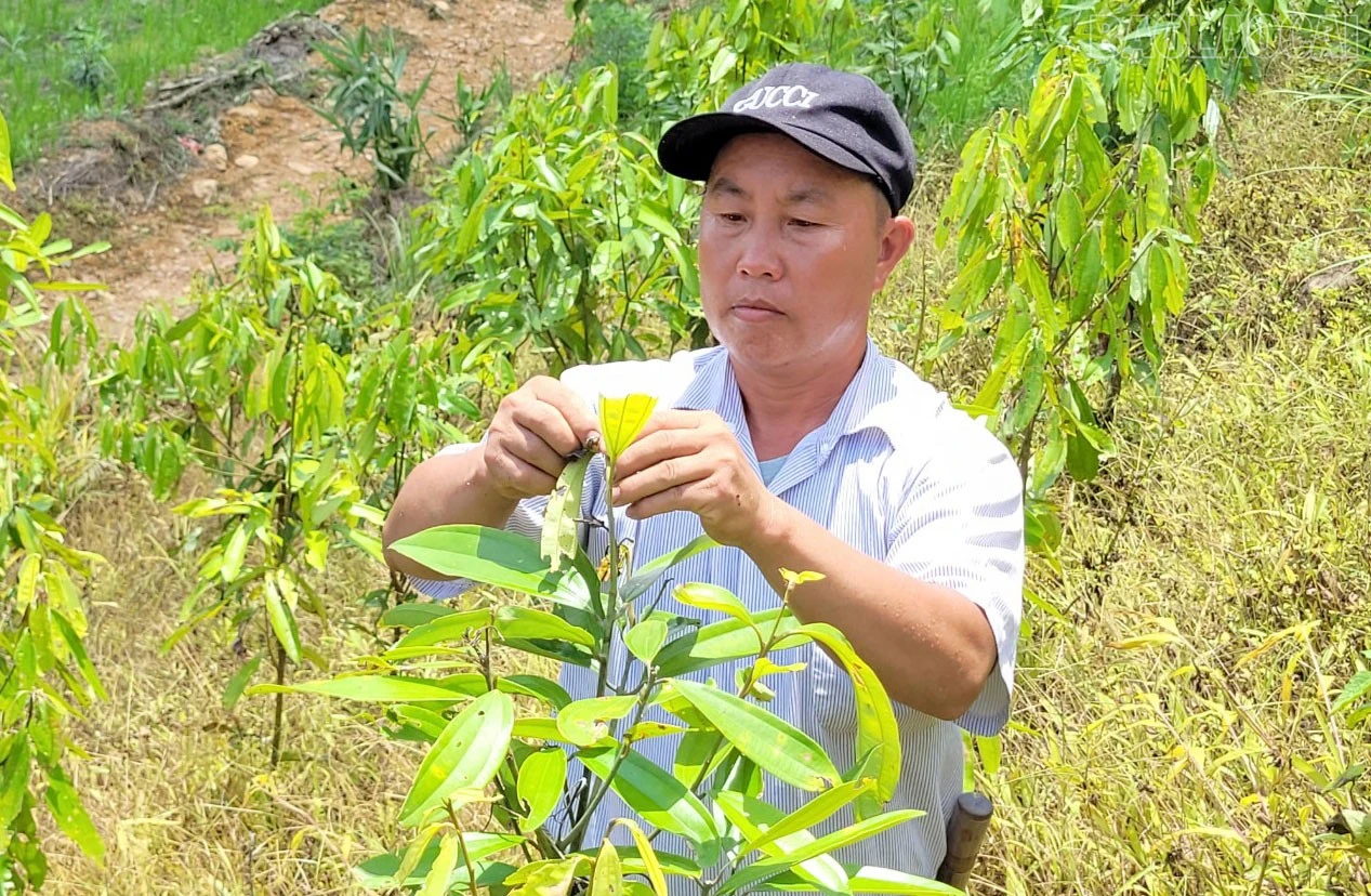 baolaocai-tr_3.jpg