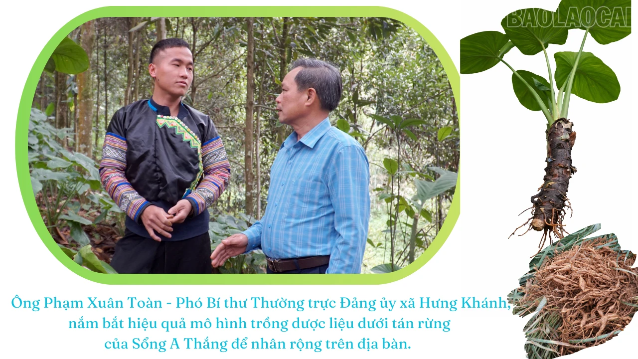 baolaocai-tr_4.png
