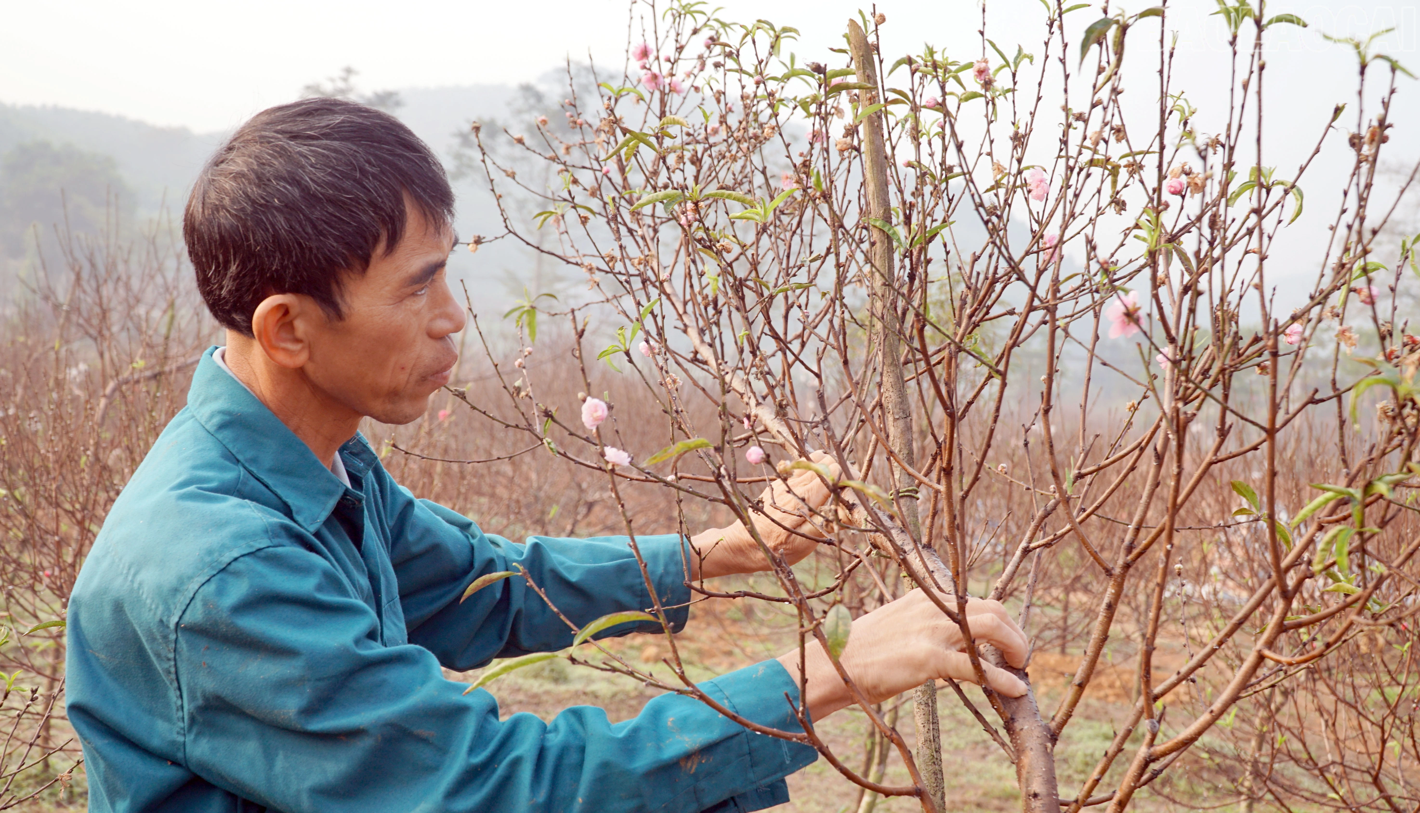 baolaocai-tr_12.jpg