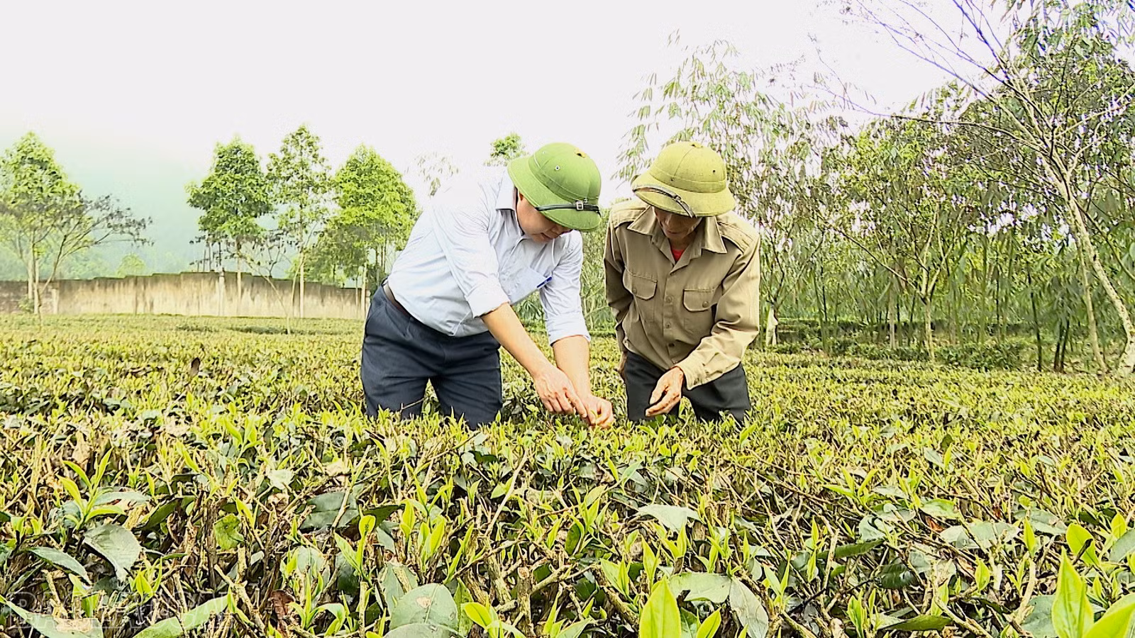 baolaocai-bl_anh-che-1.jpg