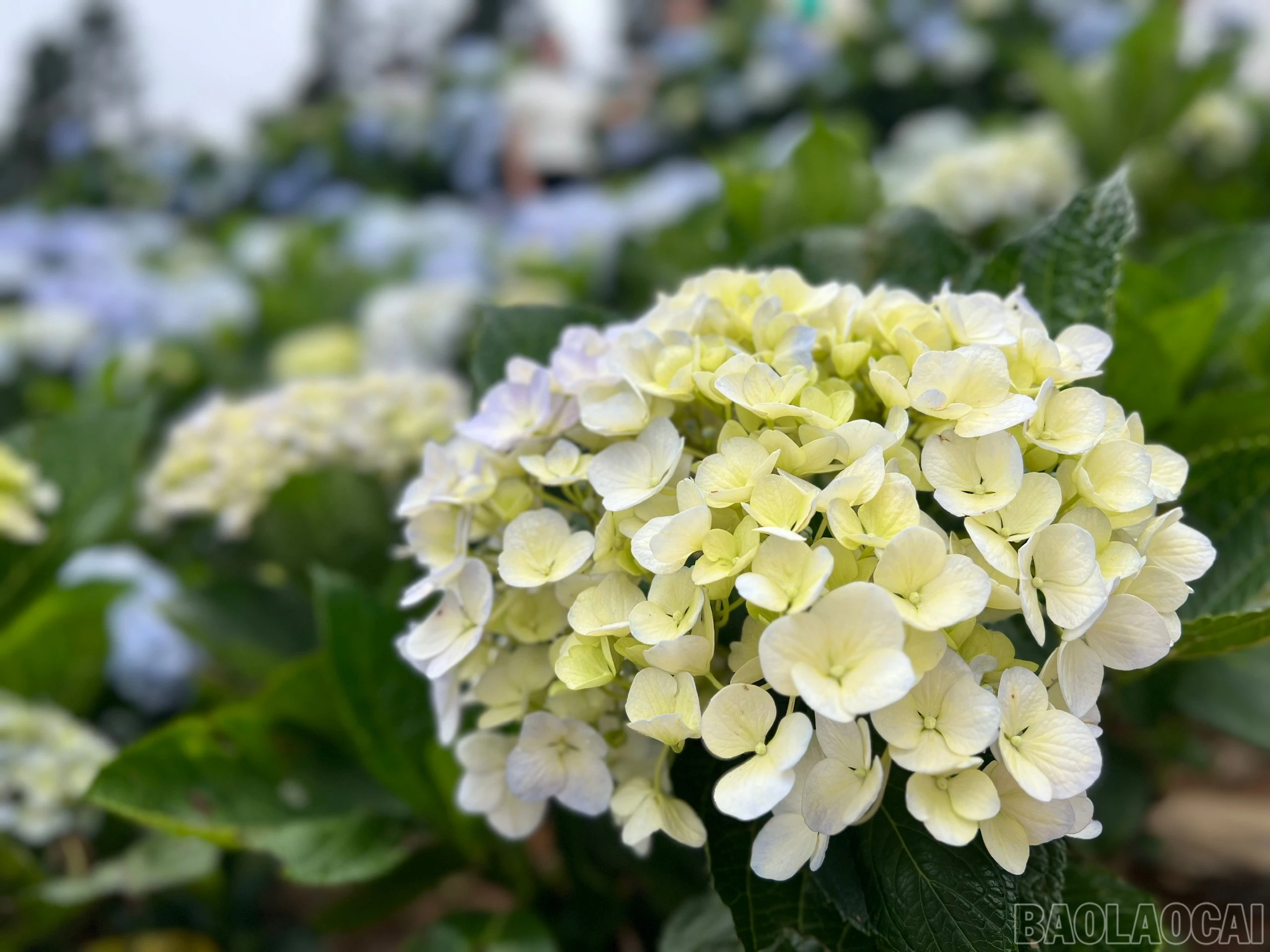 baolaocai-br_z7777773585788-0fa32374ba7711e8ffbf43f54e2adf50.jpg