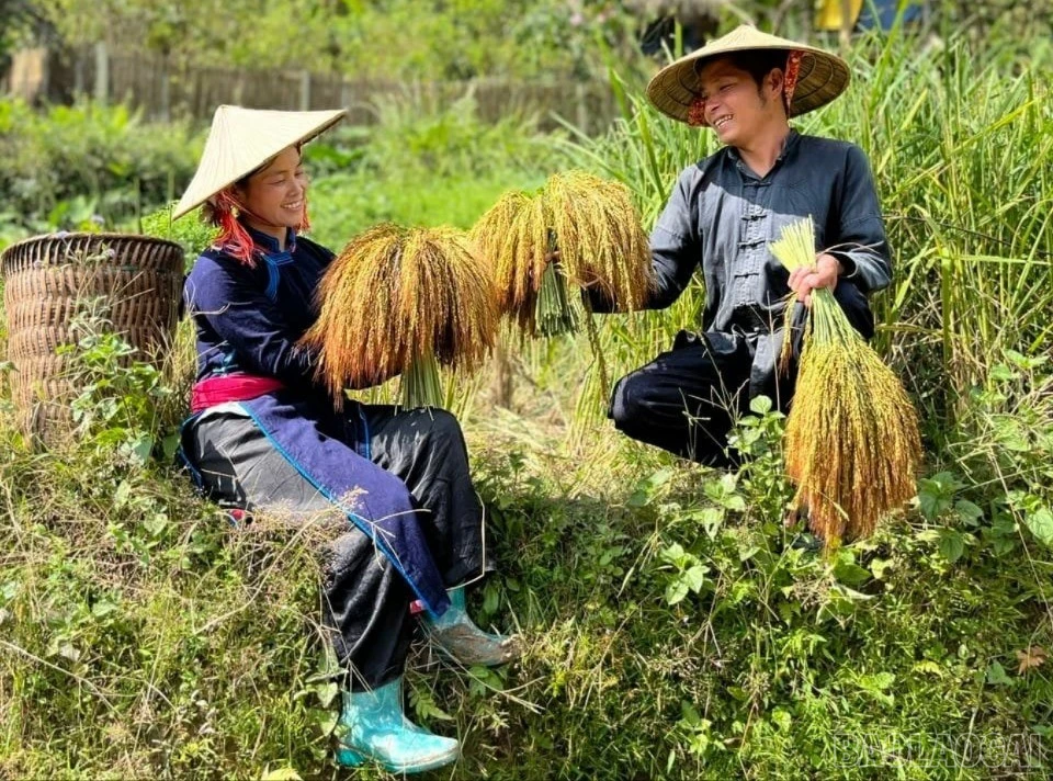 baolaocai-br_481082449-964619275760540-5269806800987306695-n-7027.jpg