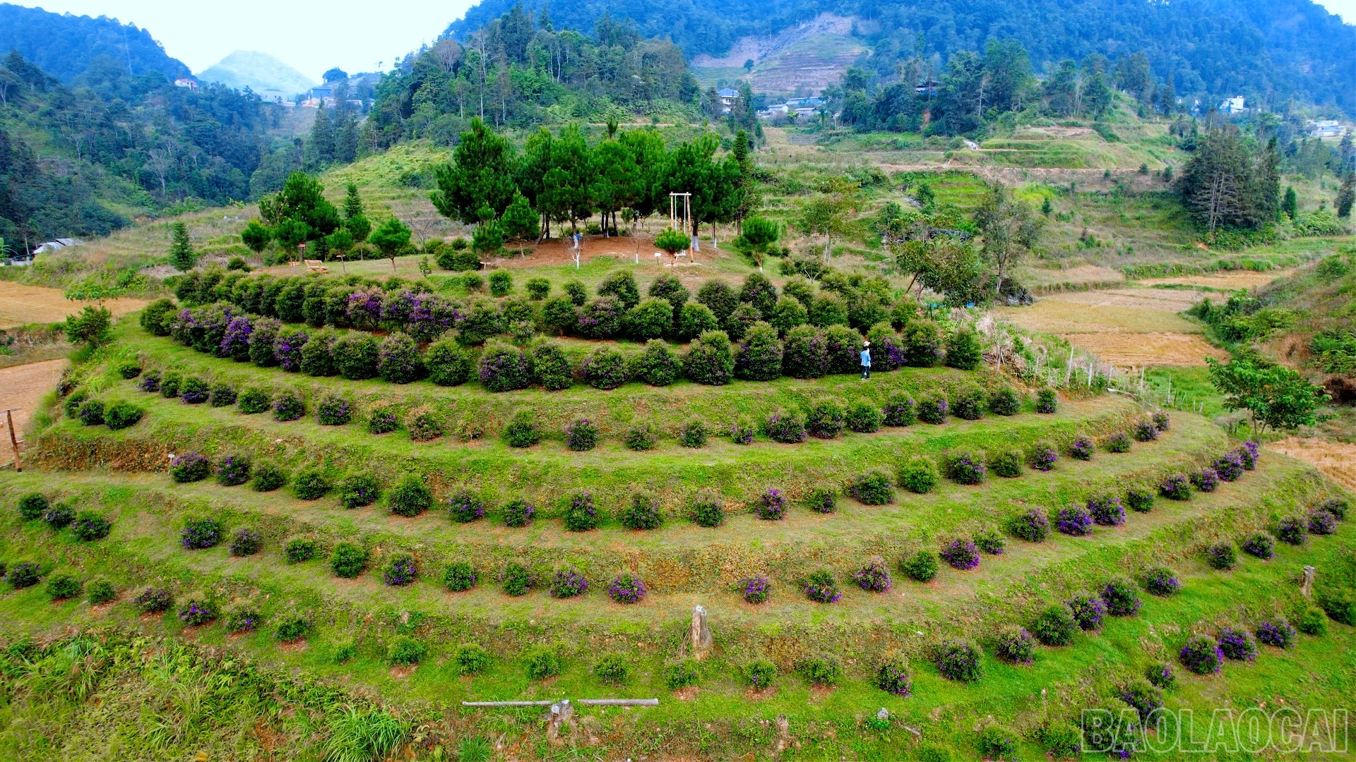 baolaocai-br_c718300-00-40-23still018.jpg