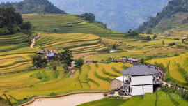 Khai mạc Lễ hội Mùa vàng Sín Chéng lần thứ I năm 2026