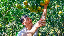 Sắc vàng mùa quýt Mường Khương