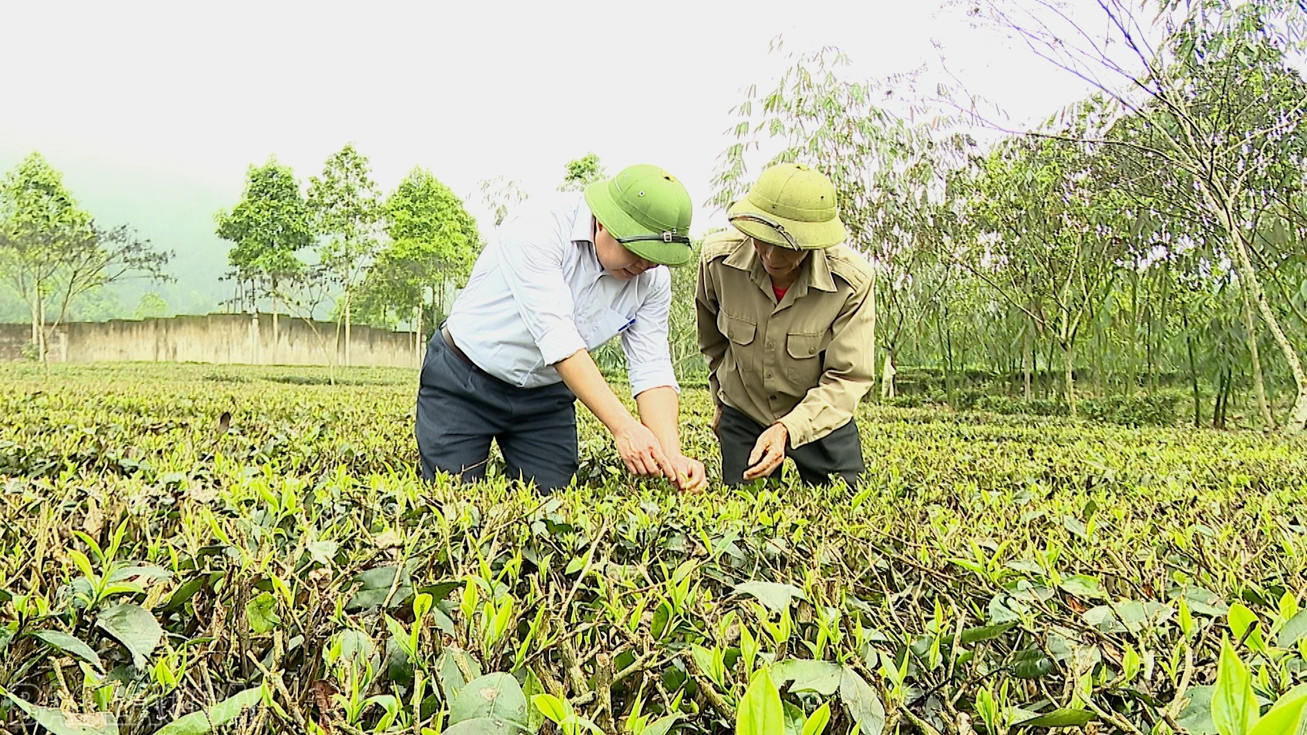 baolaocai-bl_anh-che-1.jpg