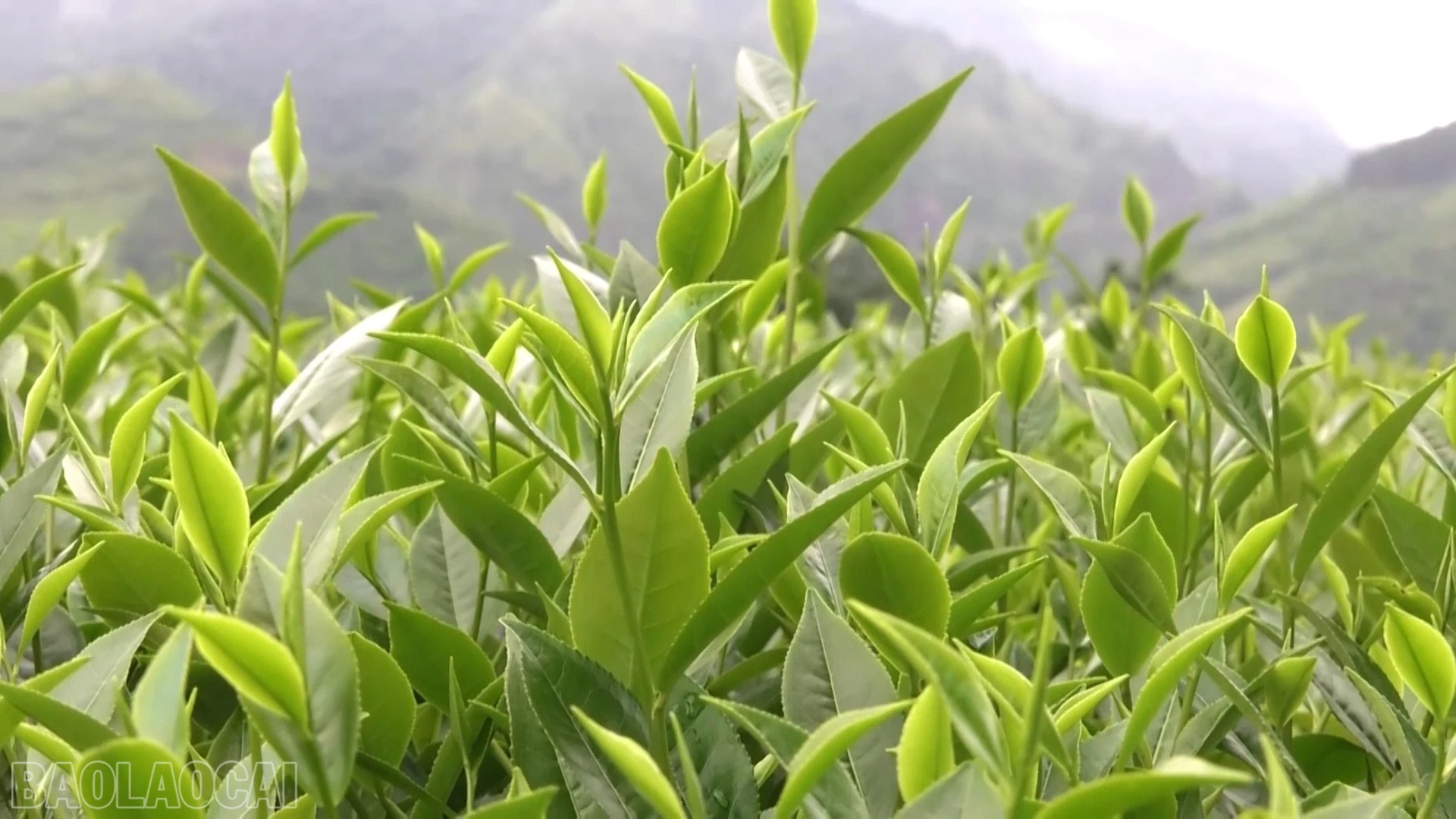 baolaocai-bl_anh-che-8.jpg