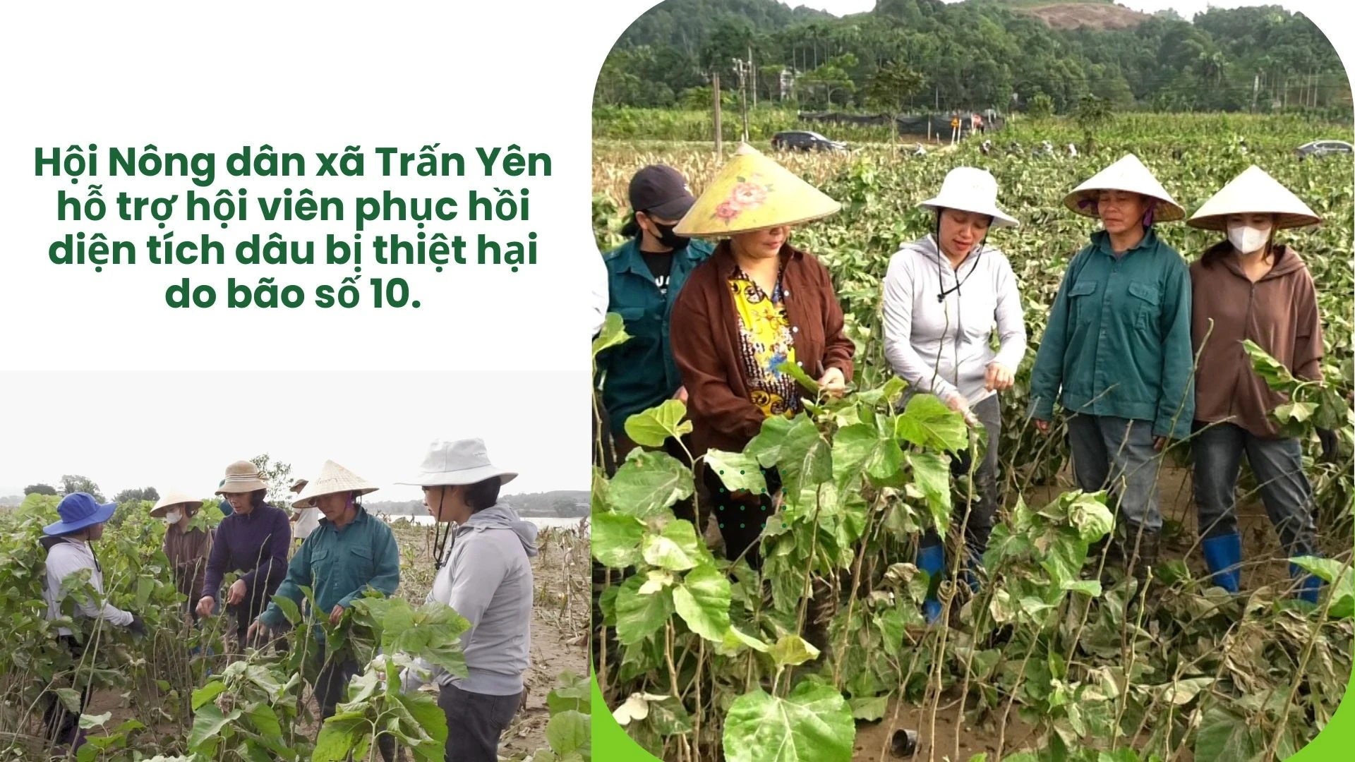 anh-dau.jpg