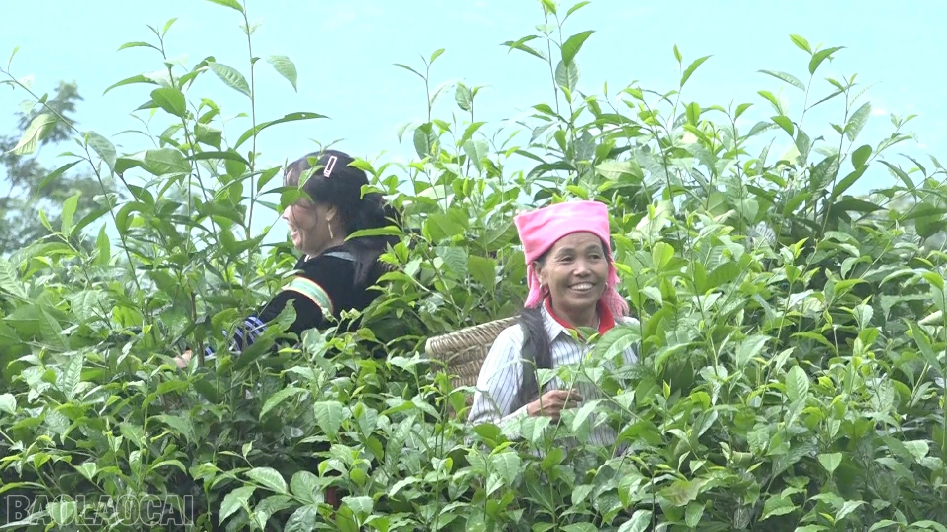 baolaocai-bl_anh-giam-ngheo-2278.jpg