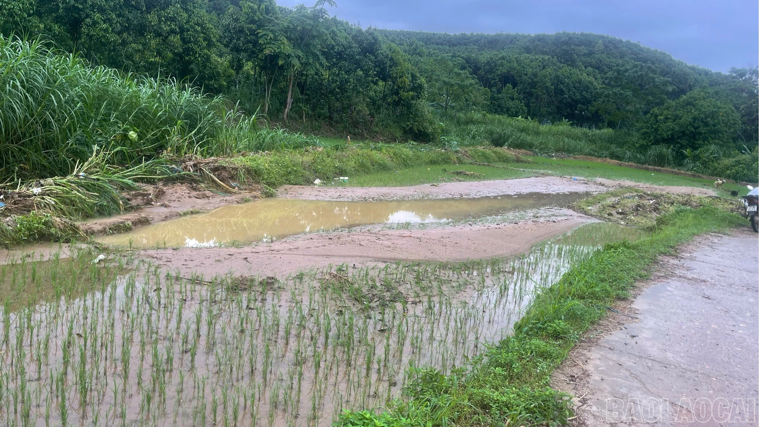 baolaocai-br_lua-6524.jpg