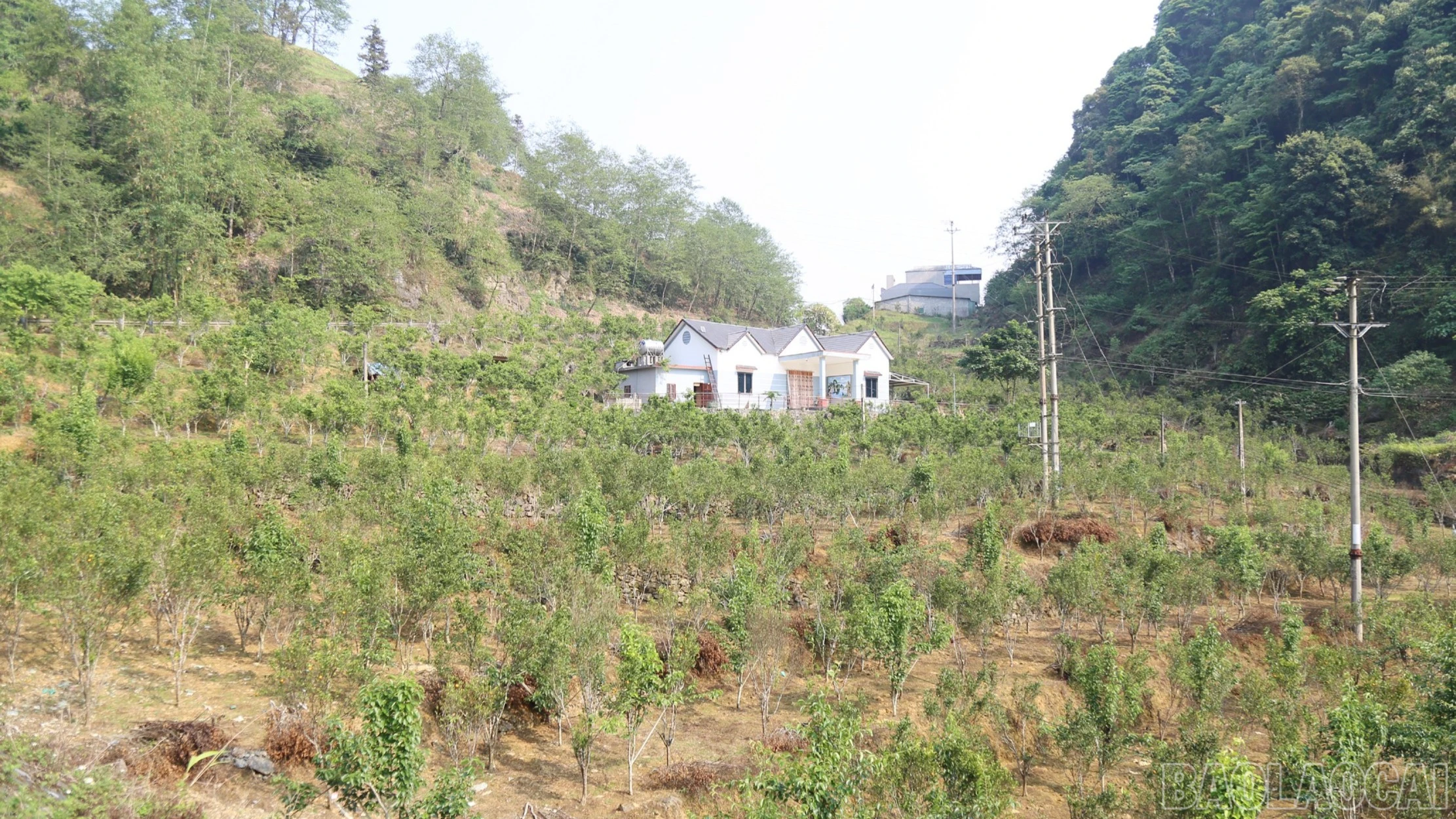 baolaocai-br_br-p8.jpg