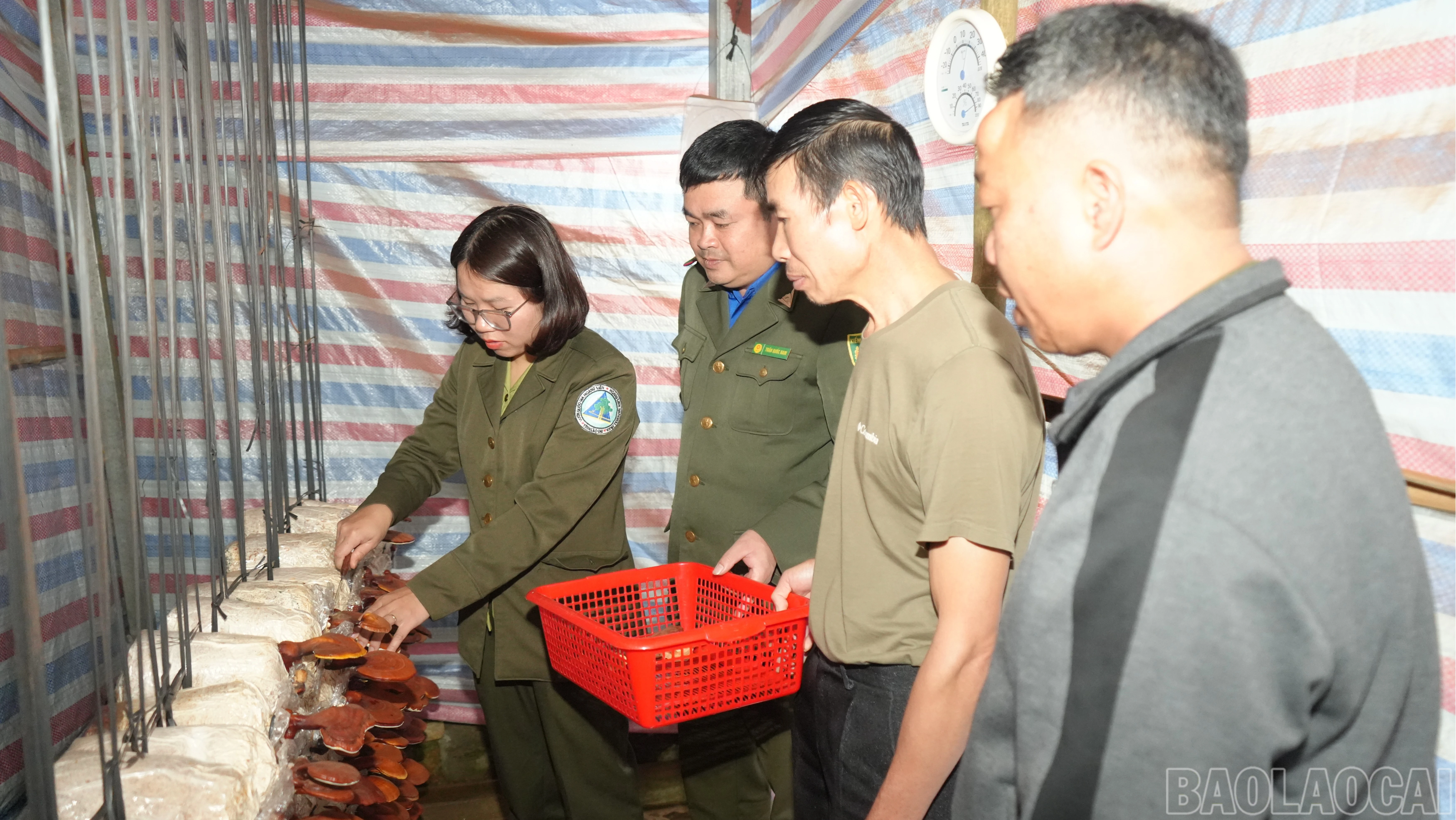 baolaocai-br_thuhoach-2434.jpg