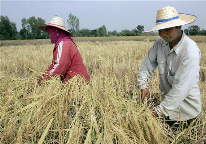 Nông dân thu hoạch lúa trên cánh đồng ở tỉnh Roi Et, Thái Lan.