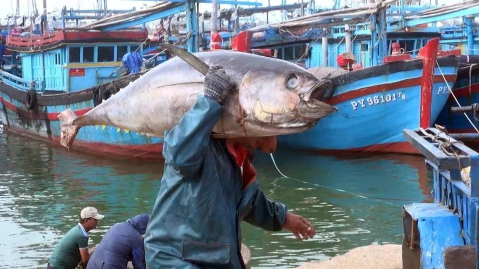 Giá xăng dầu tăng cao khiến giá cá ngừ thu mua của ngư dân tăng mạnh.