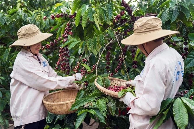 Nông dân trồng cà phê Robusta tại Đắk Lắk đang thu hoạch.