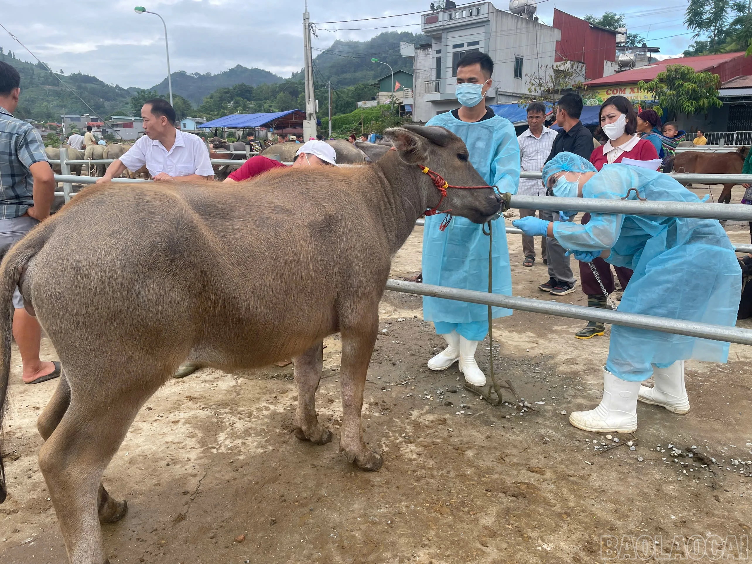 baolaocai-br_tiemphong-1.jpg