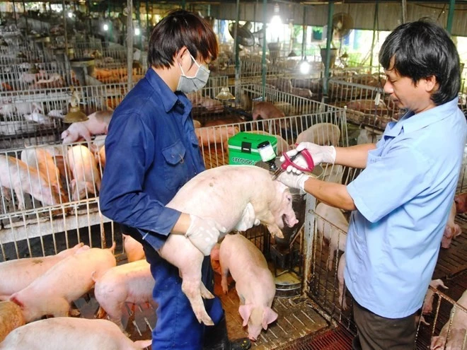 Tiêm phòng vắcxin cho đàn lợn nuôi.