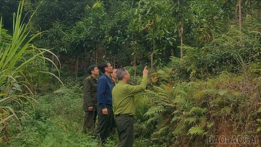 baolaocai-br-que-cay.jpg