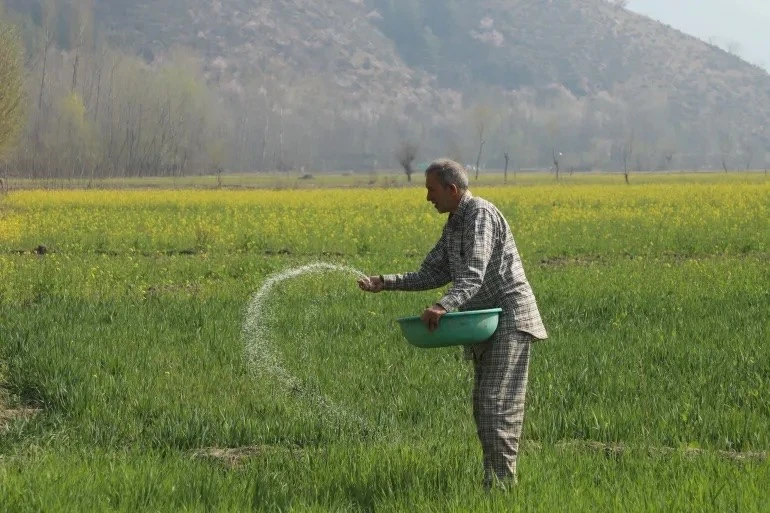 Nông dân bón phân trên cánh đồng ở khu vực Kashmir do Ấn Độ kiểm soát.