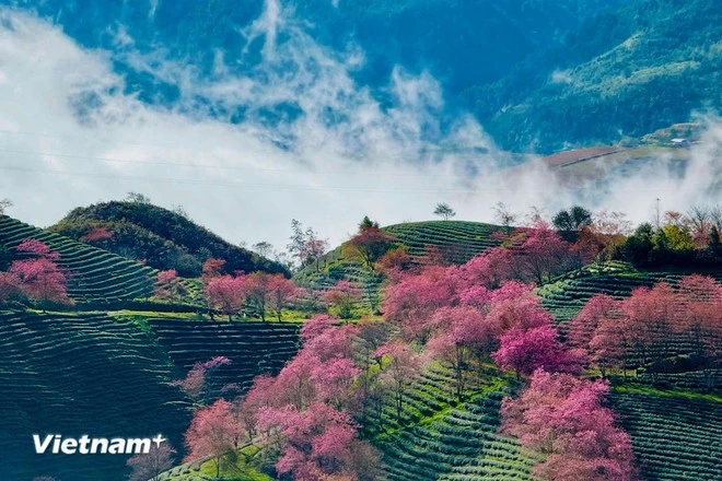 Sắc hoa mai anh đào bung nở tuyệt đẹp ở Sa Pa hấp dẫn du khách.