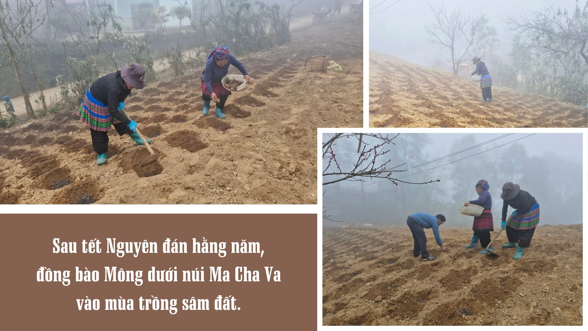 mua-trong-sam-dat-tren-mui-da-ma-cha-va-5.png