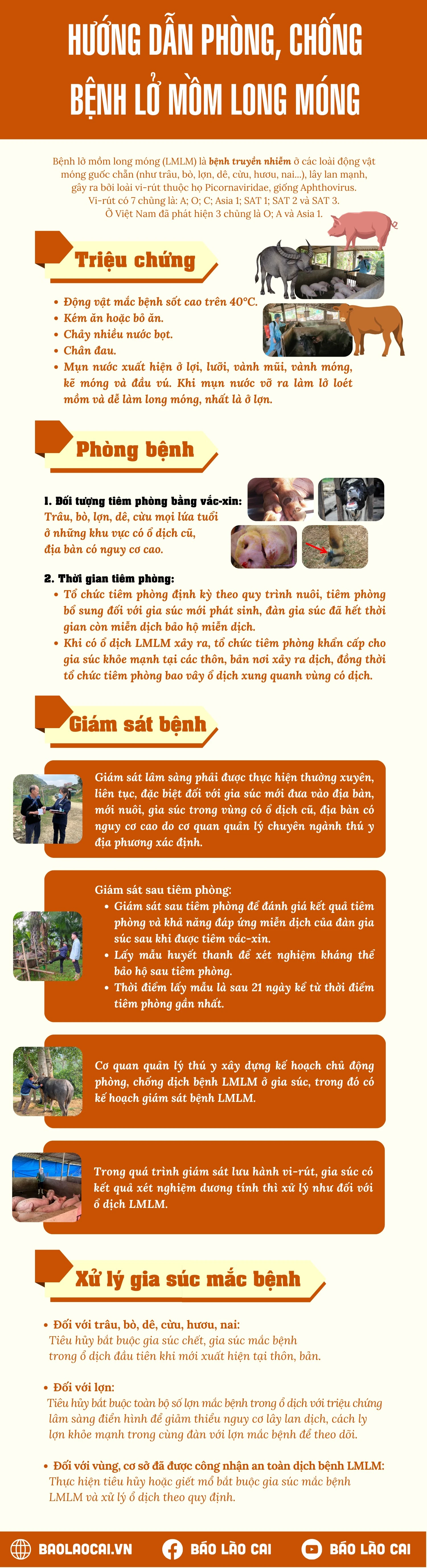 infographic-mo-mom-long-mong.png