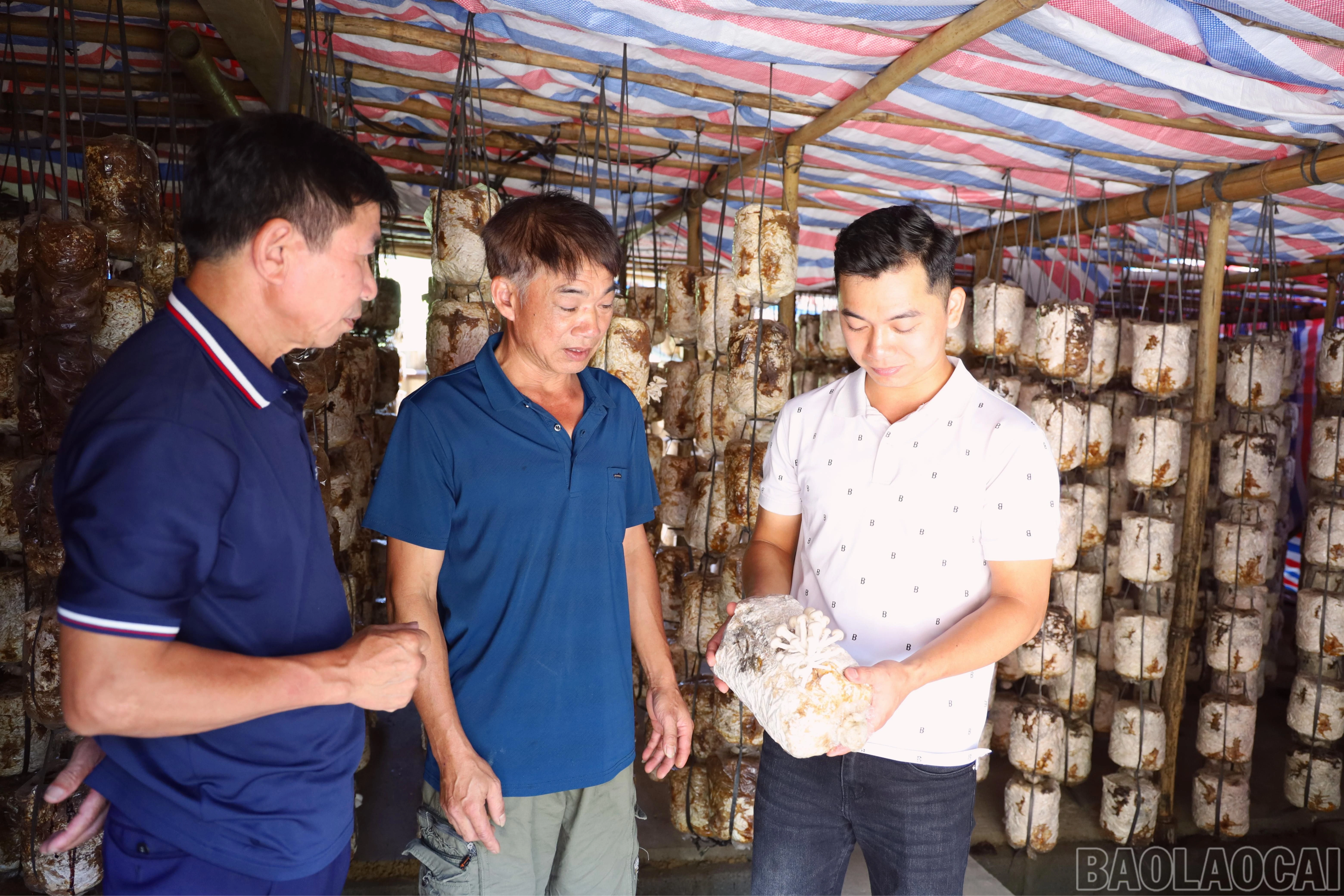 baolaocai-br_nam-lay.jpg