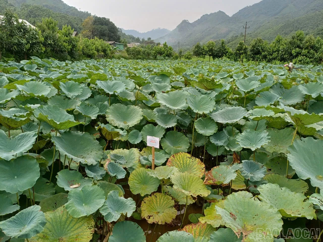 baolaocai-br_1786156385560-8173211950087038769-8173211950087038769-f44afb6643ee52f6e2adc197e07a8282.jpg