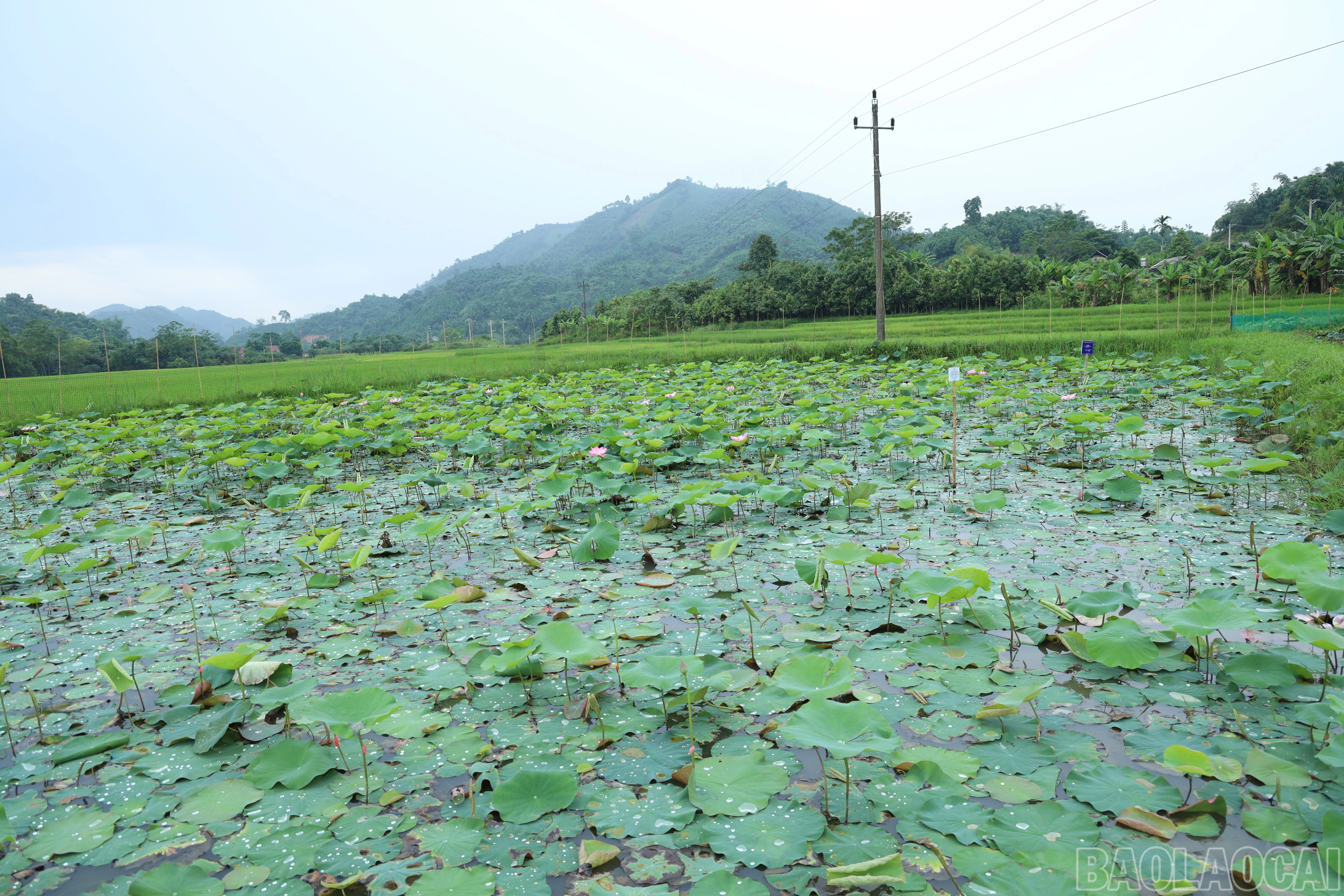 baolaocai-br_img-4647.jpg