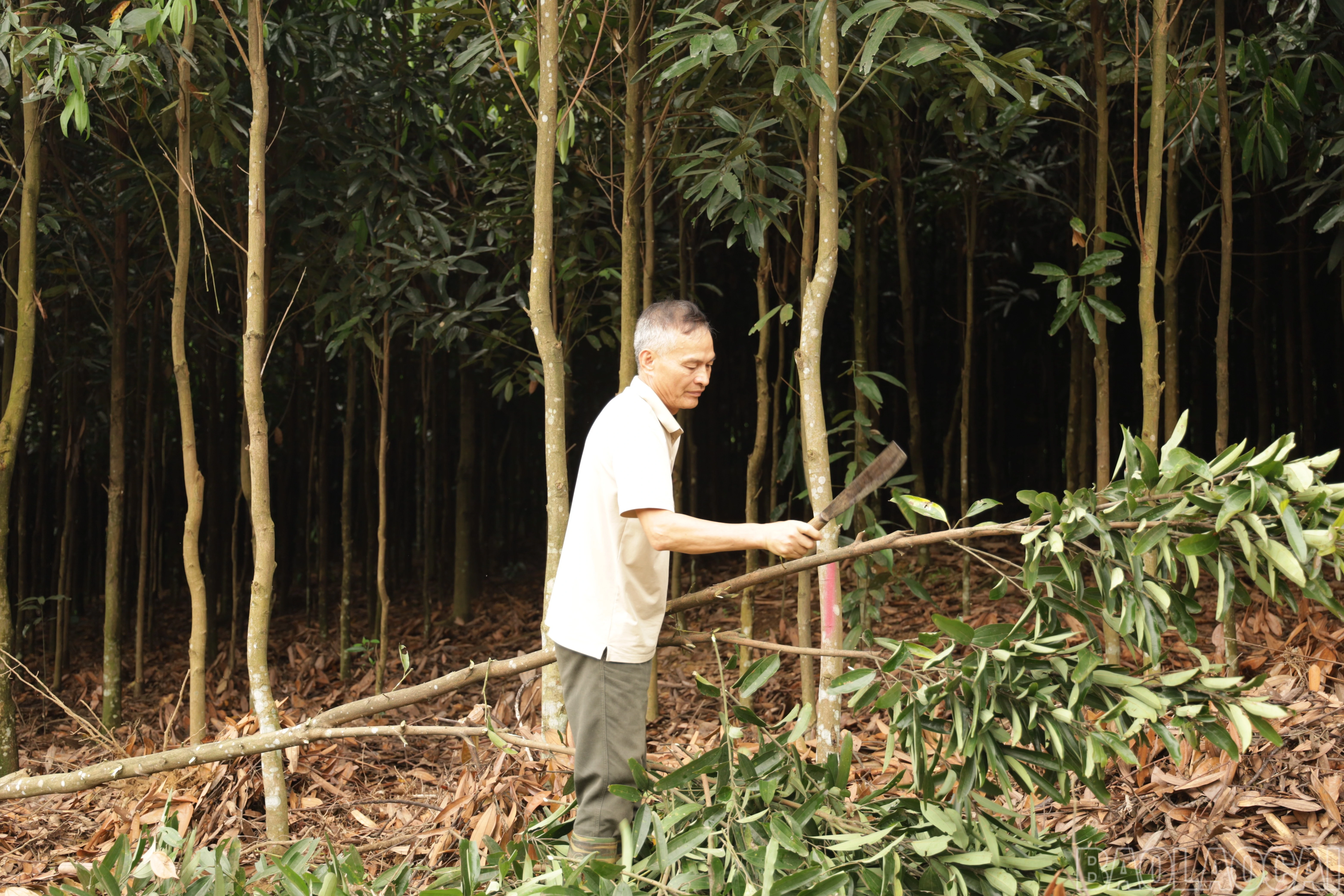 baolaocai-br_img-0400.jpg