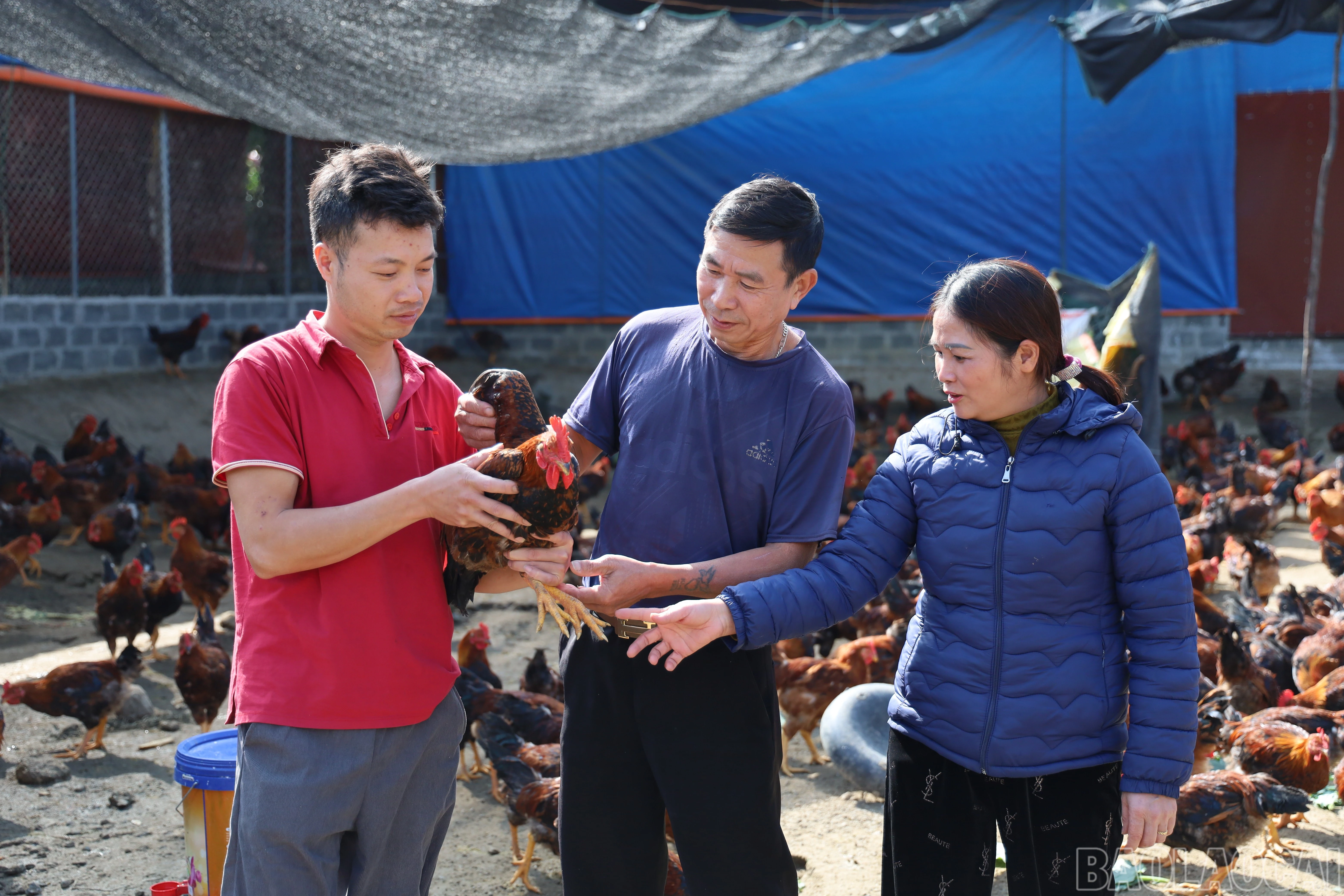 baolaocai-br_img-8912.jpg