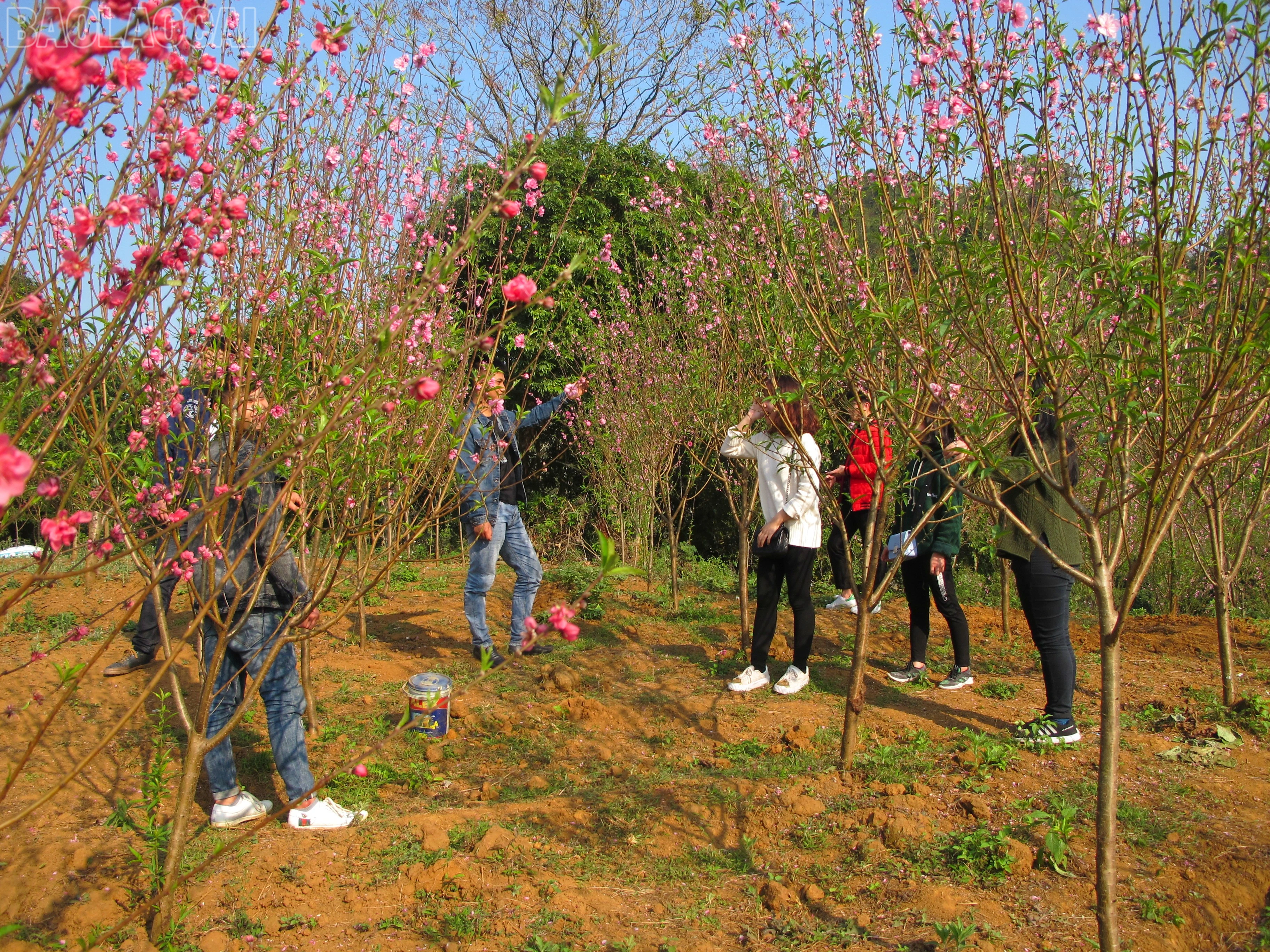 baolaocai-tl_img-8943.jpg
