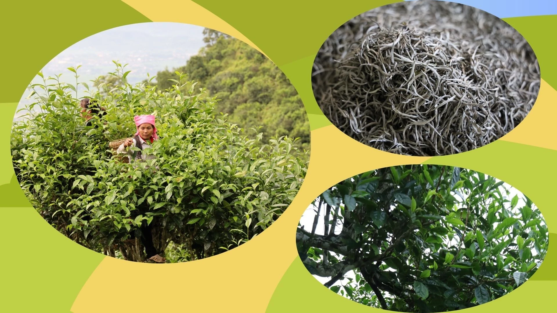 goc-che.jpg